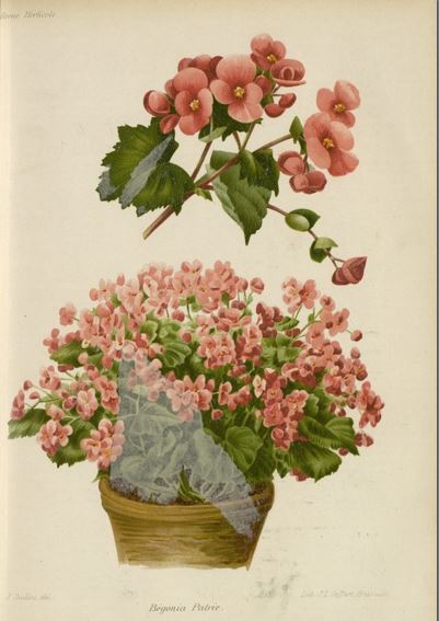B. ‘Patrie’